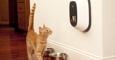 dog, animal, technology, pet, petchatz