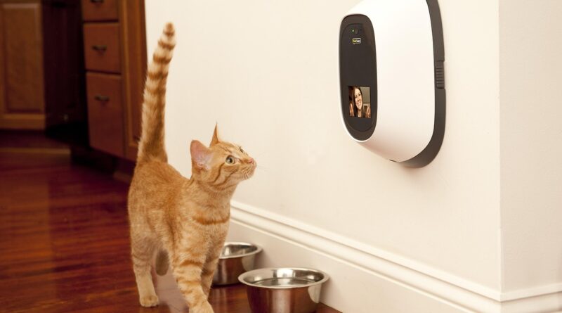 dog, animal, technology, pet, petchatz