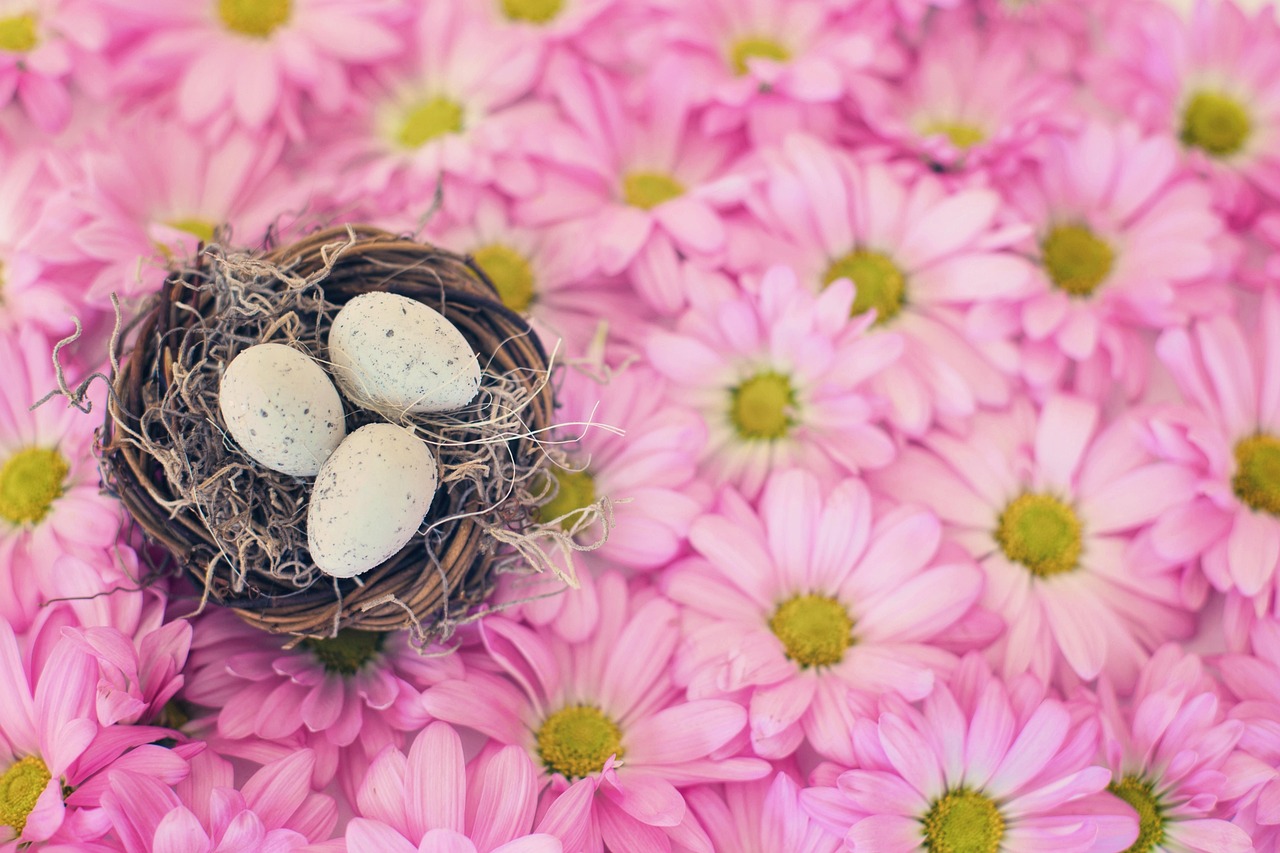 bird's nest, bird eggs, pink daisies, spring, season, easter, nest, nature, pastel, pretty, pink nature, pink spring, pink birds, pink egg, pink eggs, pink natural, easter, easter, easter, easter, easter