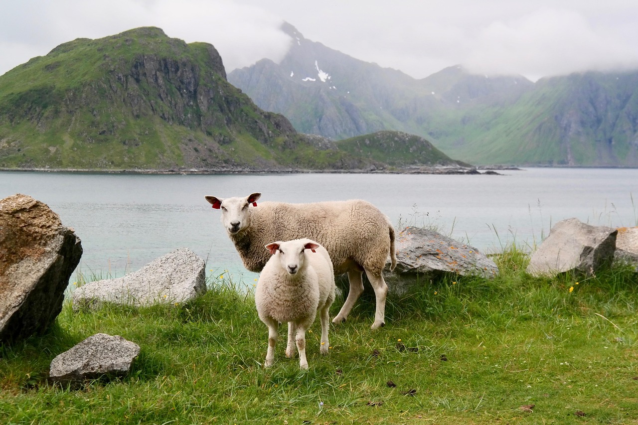 sheep, lamb, water, mountains, sea, green, landscape, nature, animal, cattle, meadow, field, pasture, mother, child, sheep, sheep, sheep, sheep, sheep, lamb