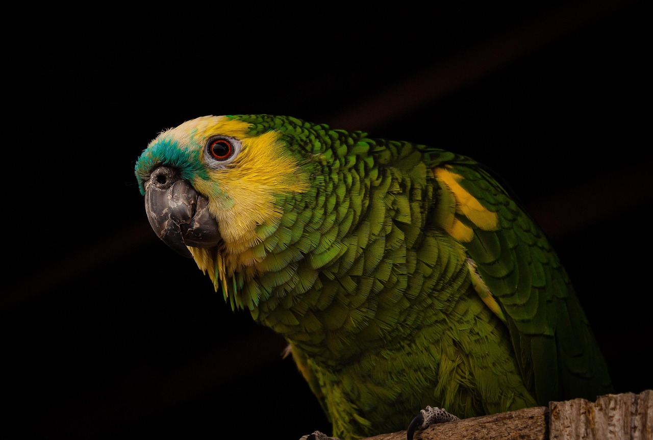 parrot, bird, perched, animal, feathers, plumage, beak, bill, bird watching, ornithology, animal world, nature, parrot, parrot, parrot, parrot, parrot