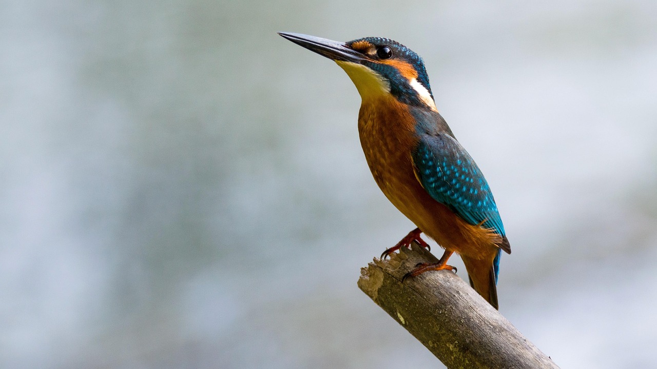 kingfisher, bird, wood, perched, alcedo atthis, common kingfisher, small, animal, wildlife, feathers, plumage, beak, bill, branch, wild, wilderness, nature, birdwatching, bird, bird, bird, bird, bird