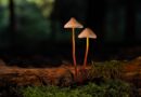 mushroom, forest floor, nature, moss, fall, fungi species, spores, mycology, sponge