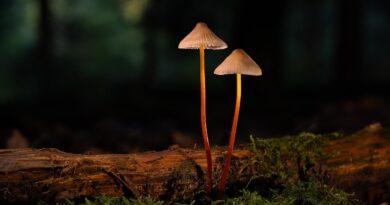 mushroom, forest floor, nature, moss, fall, fungi species, spores, mycology, sponge