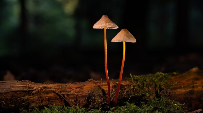 mushroom, forest floor, nature, moss, fall, fungi species, spores, mycology, sponge